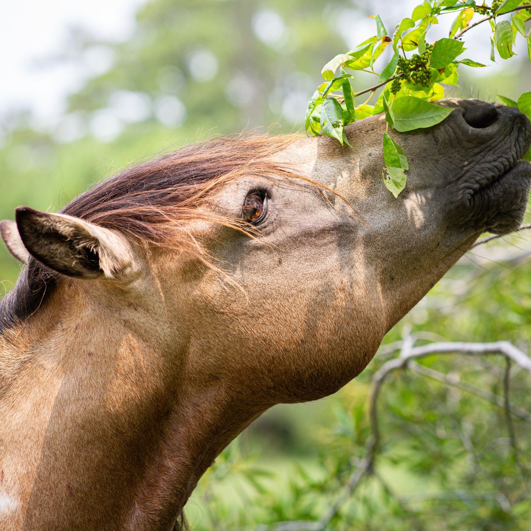Feeding Horses in Spring: The Complete Guide to Pasture, Nutrition, Weight and Gut Health