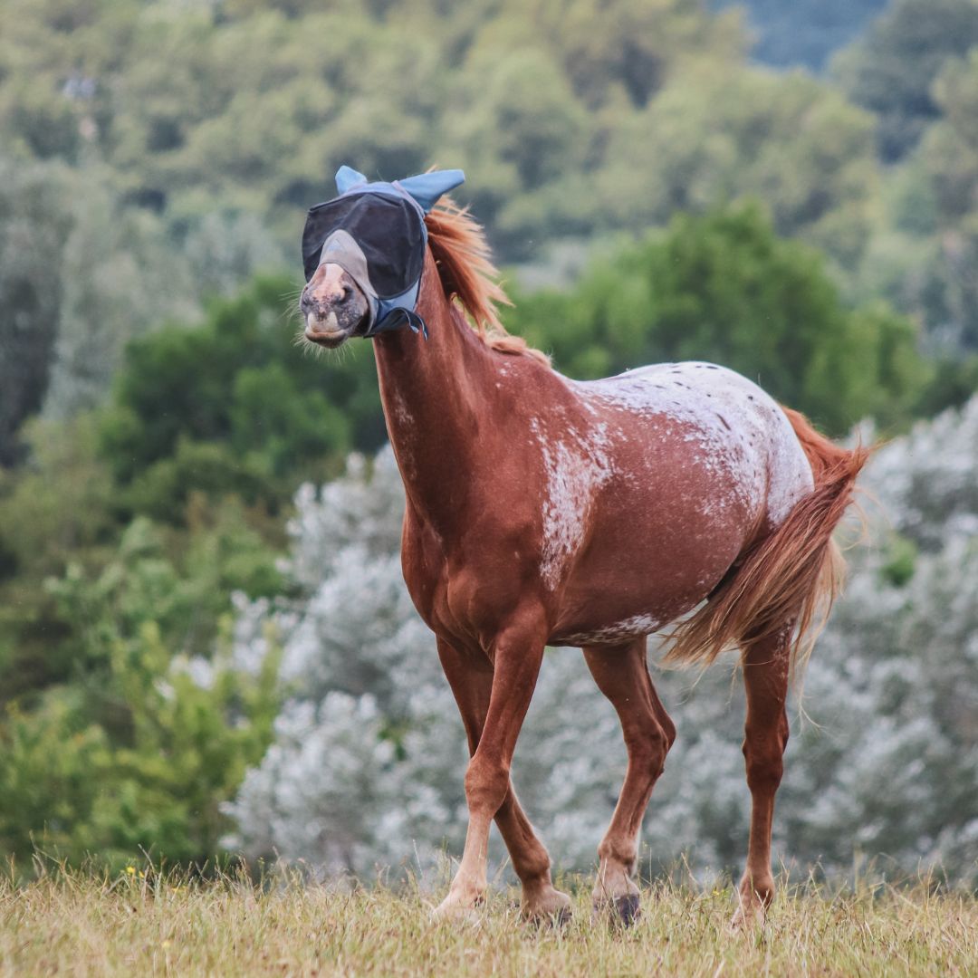 Summer Horse Skin Care: Preventing Sunburn, Coat Bleaching and Queensland Itch Naturally