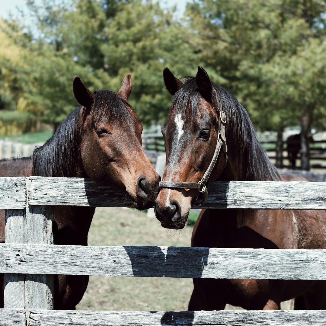 Preventing Sand Colic in Horses: How Psyllium Husk Helps Remove Sand from the Gut