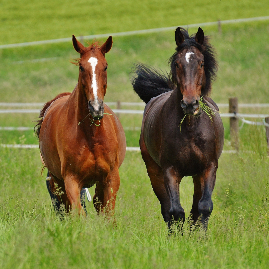 Planning a Balanced Diet for Your Horse: Feed, Forage & Nutrition Tips