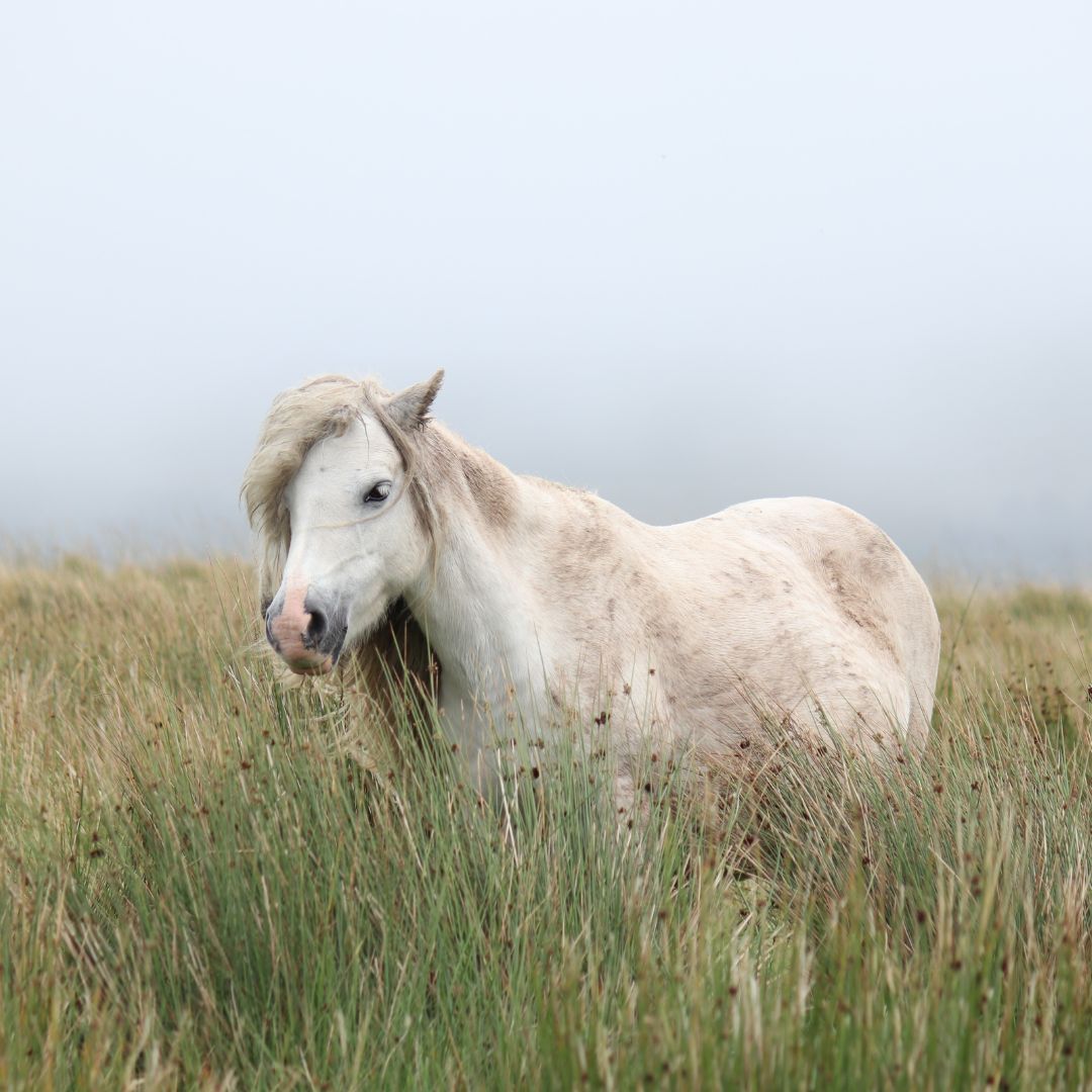 How to Keep Horse Pastures Healthy in Summer (Irrigated and Non-Irrigated)