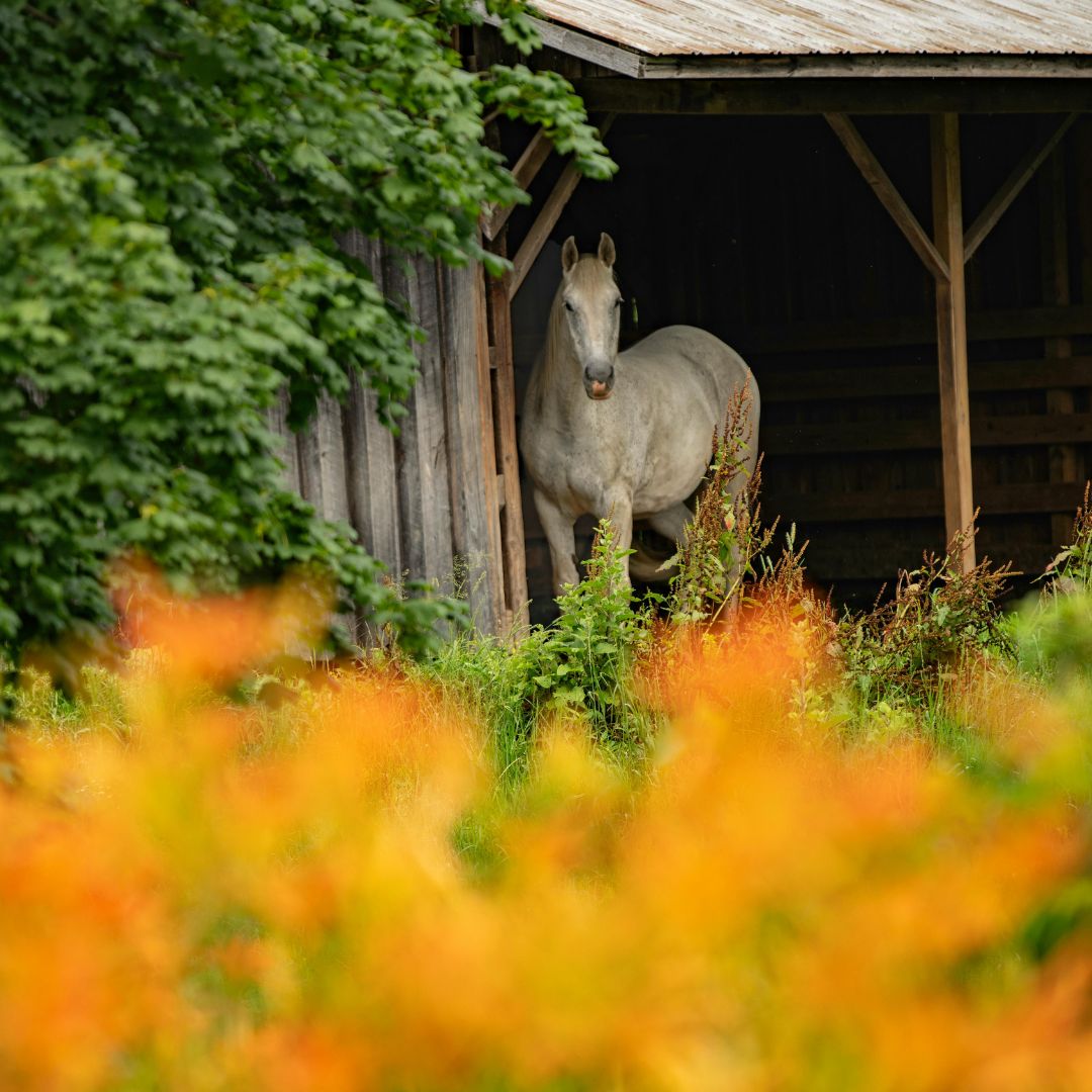 5 Things Horse Owners Shouldn’t Do in Summer (And What to Do Instead)