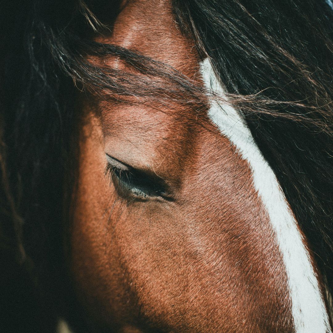 How to Recognise Facial Signs of Emotional Stress in Horses