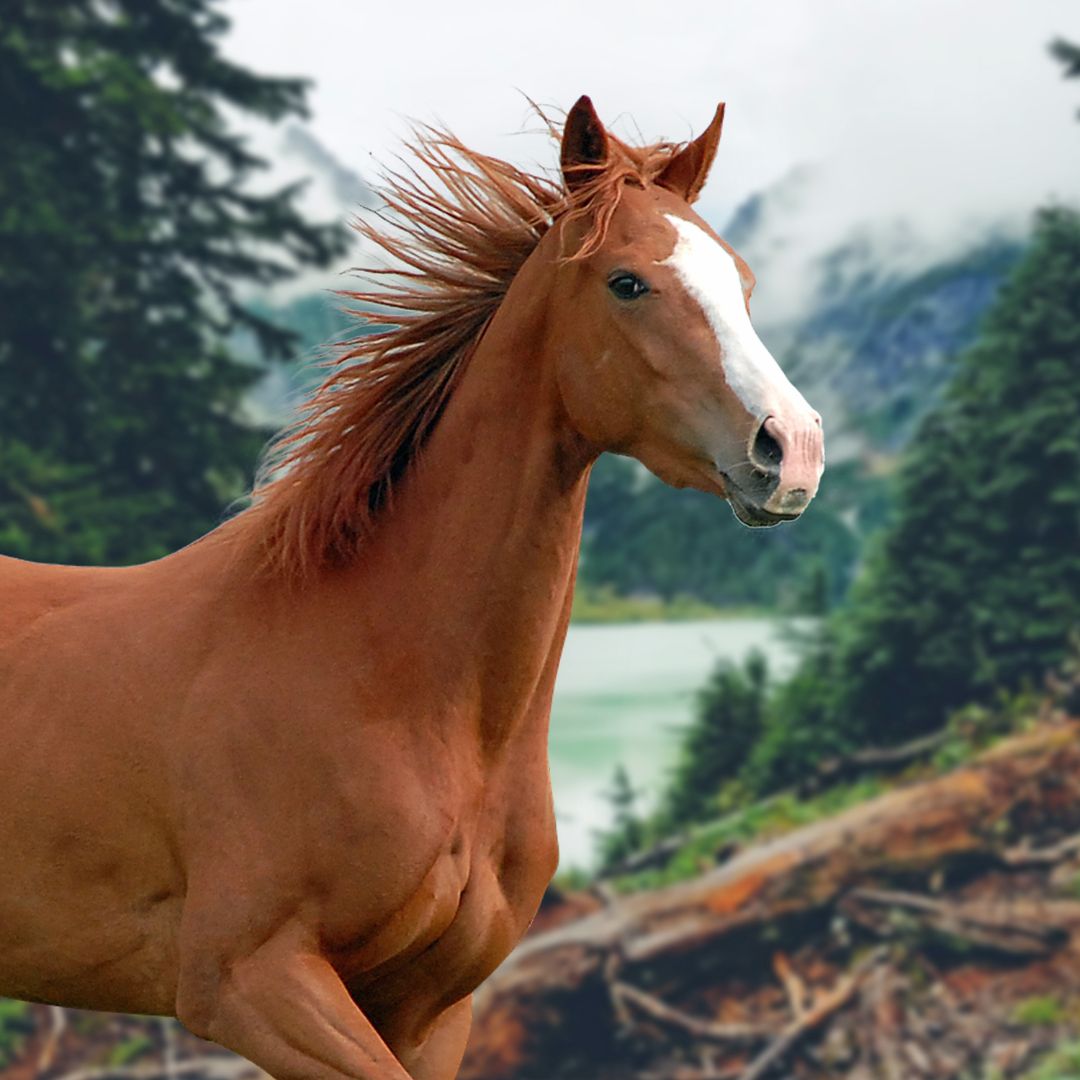 Feeding Hemp to Horses: Pros, Cons and What You Need To Know
