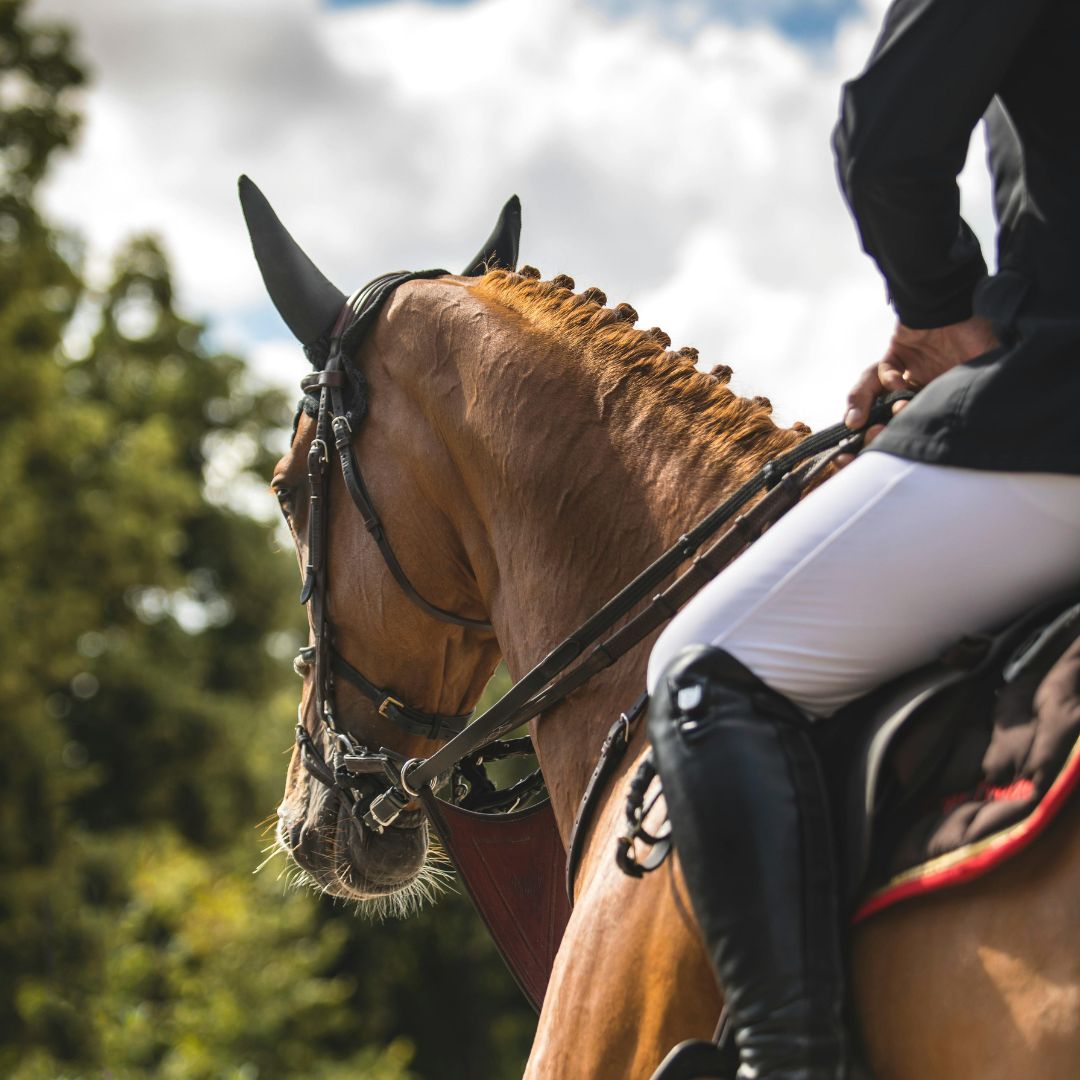 How Prebiotic Feeds Support Gut Health in Horses