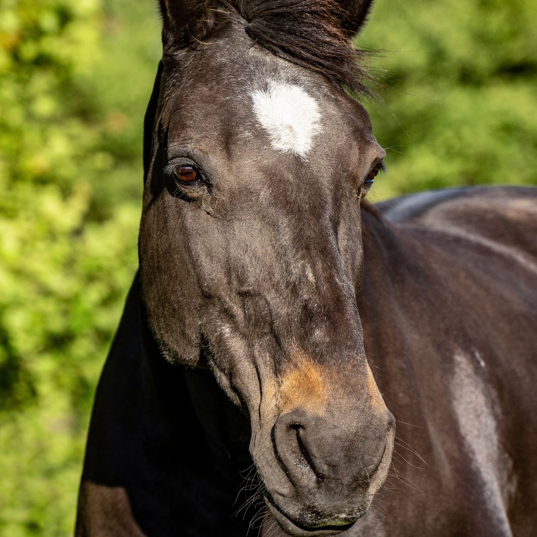 How to Support the GI Tract in Horses After Ulcer Treatment