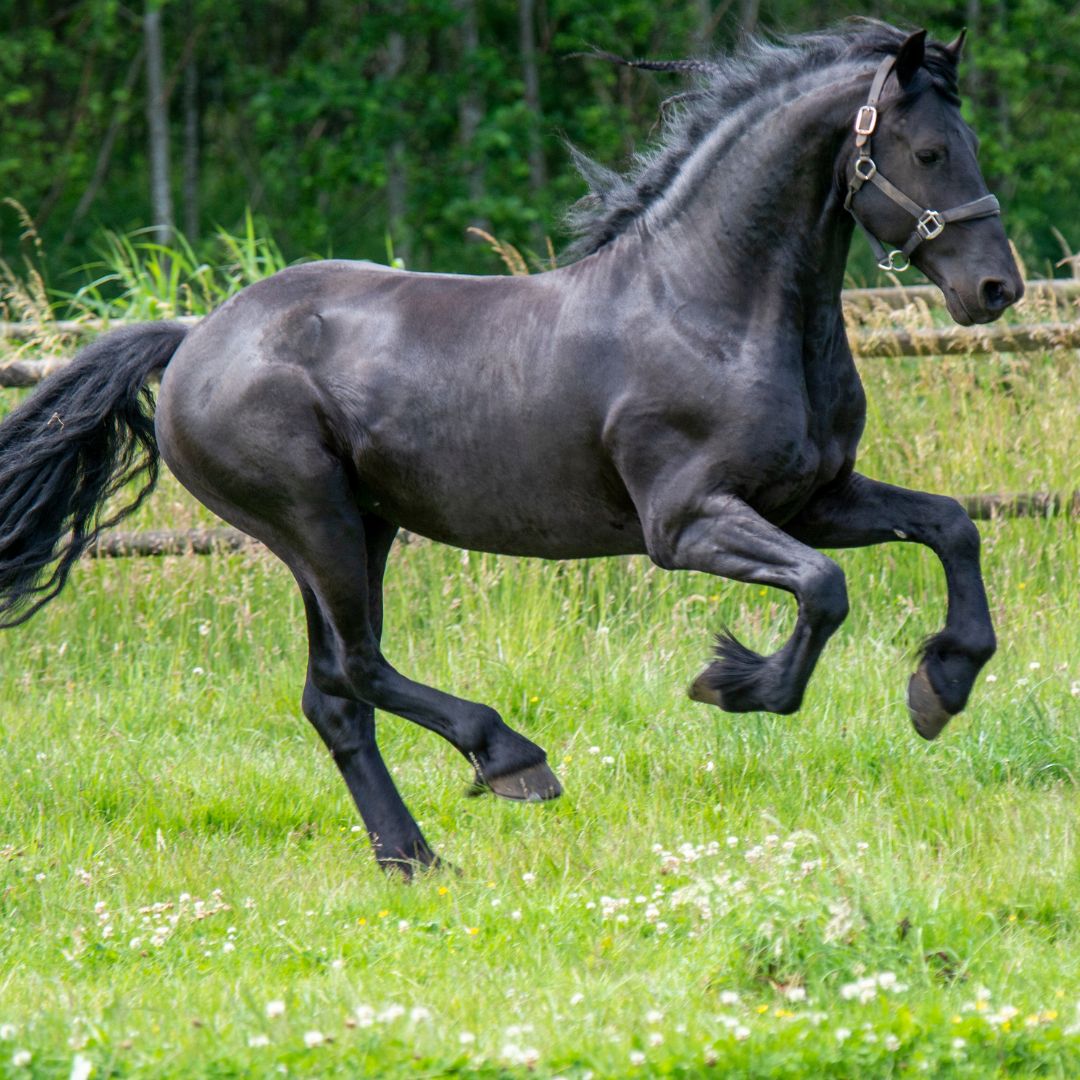 Red Flags of Equine Gut Health