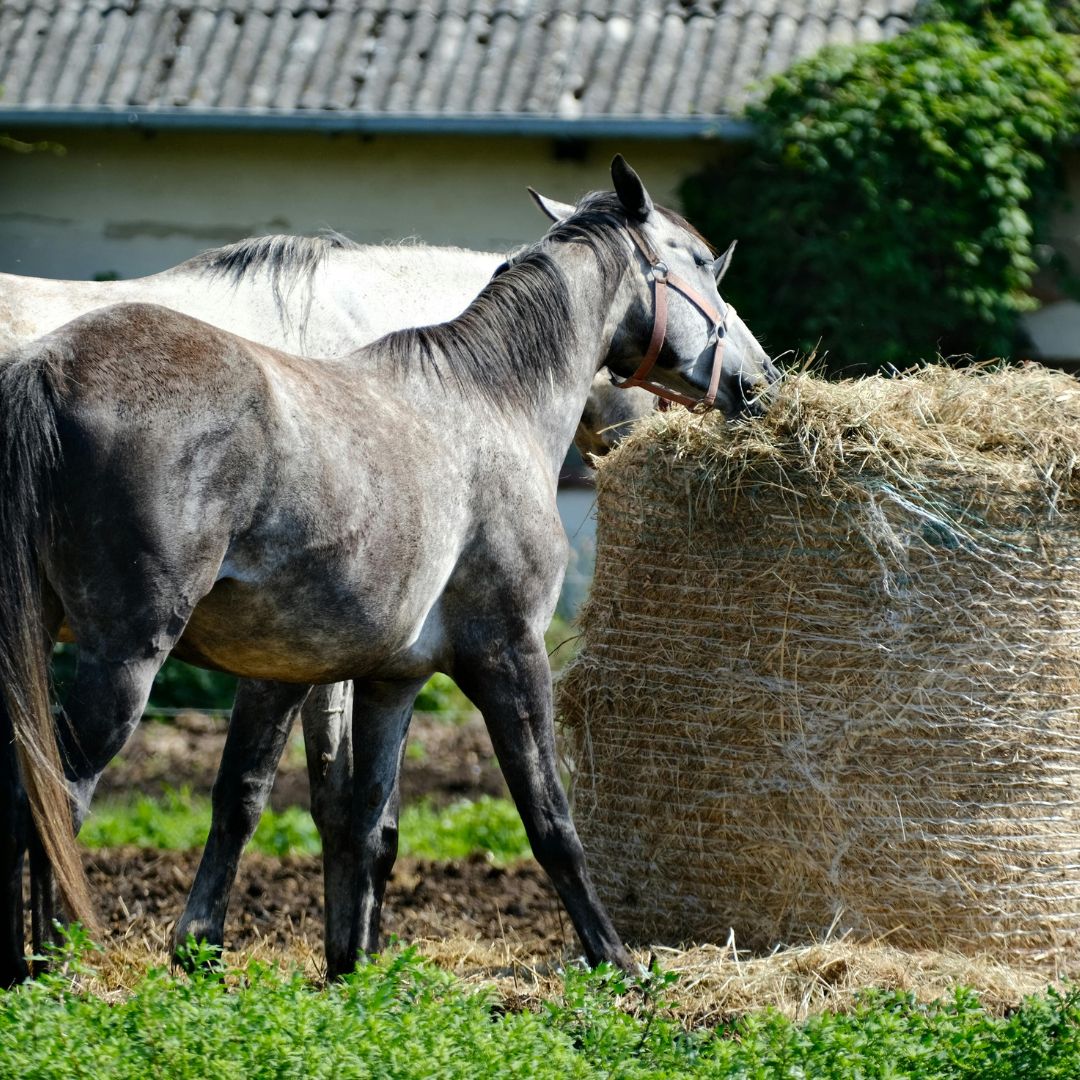 How to Save Money on Horse Feed in Winter