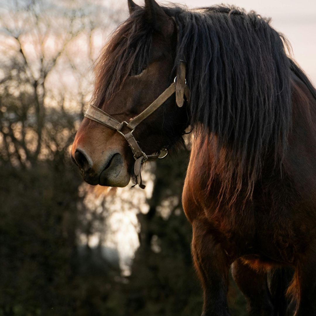 Probiotics for Horses: Are They Worth Feeding?