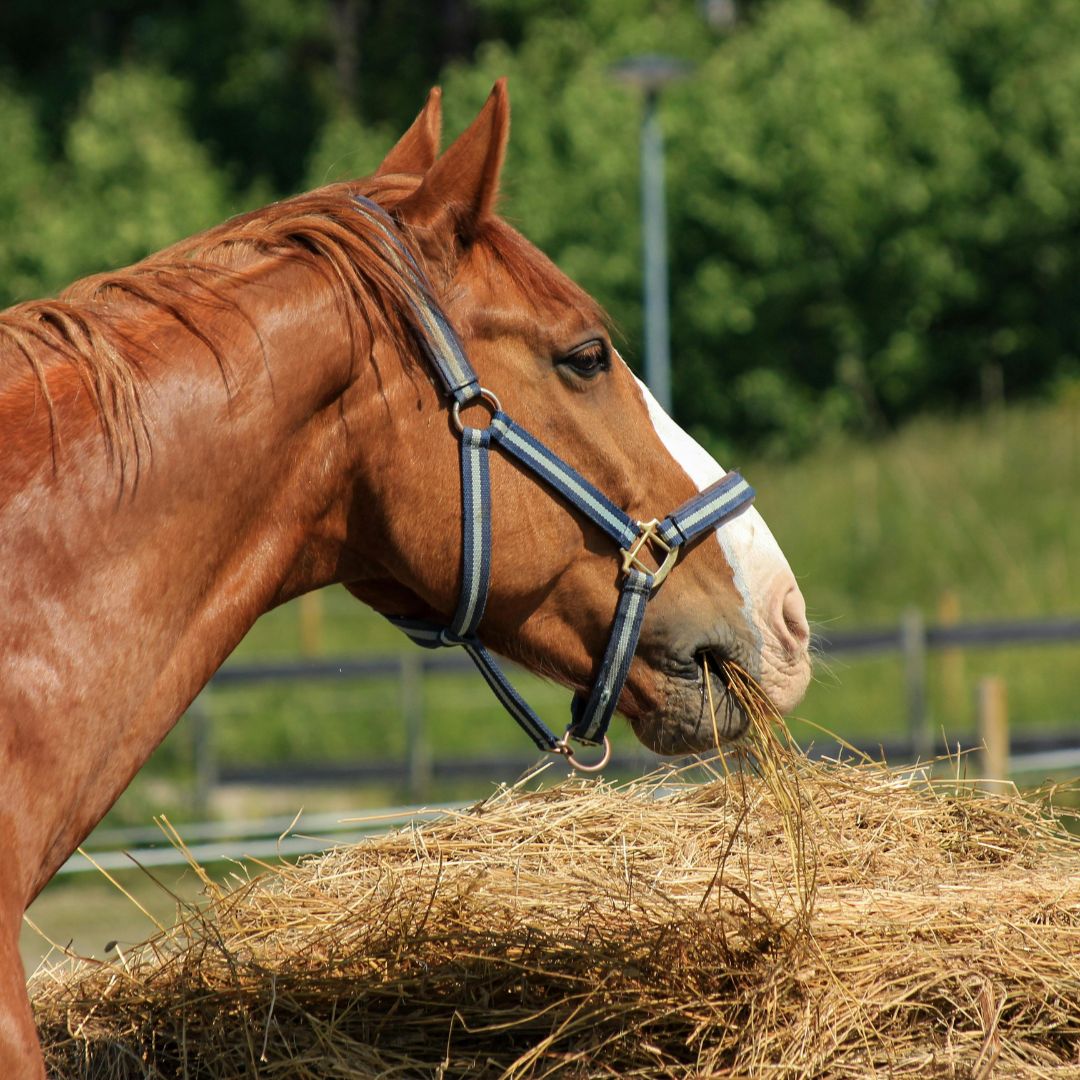 he Importance of Vitamin E for Horses: Natural vs Synthetic, Benefits & When to Supplement
