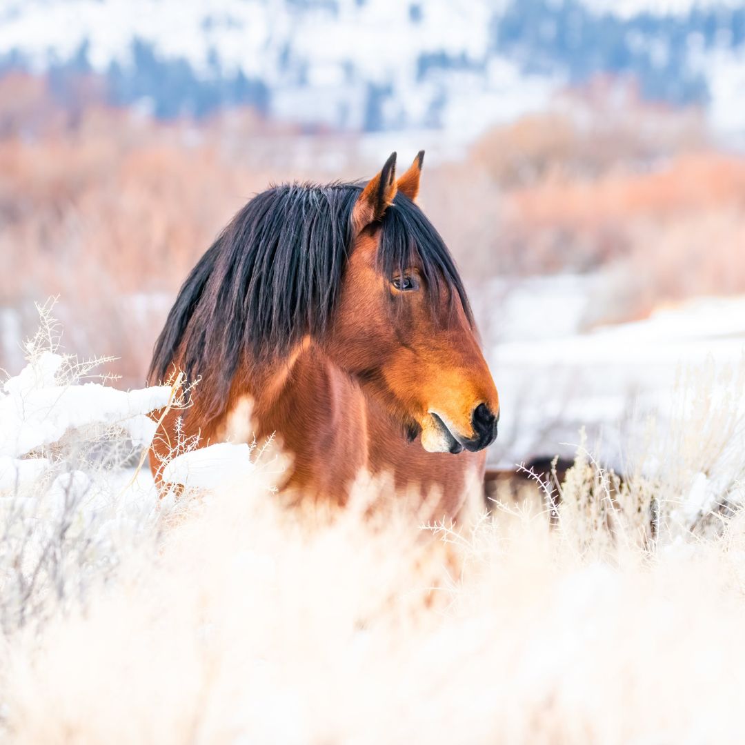 Preparing Your Horse for Winter: Essential Care Tips for the Cooler Months