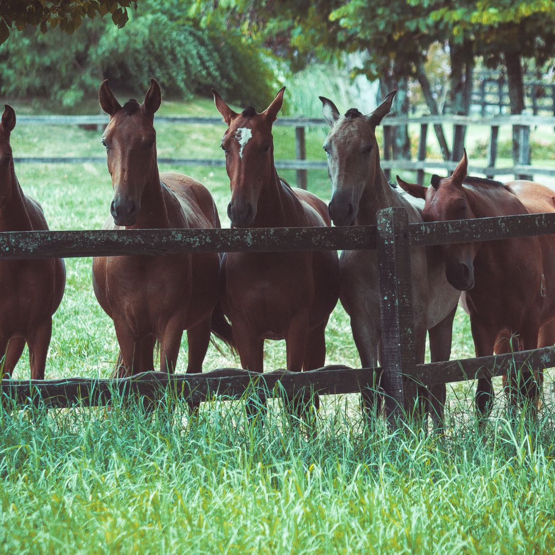 Horse Welfare Guide: Key Care Tips for Healthier, Happier Horses