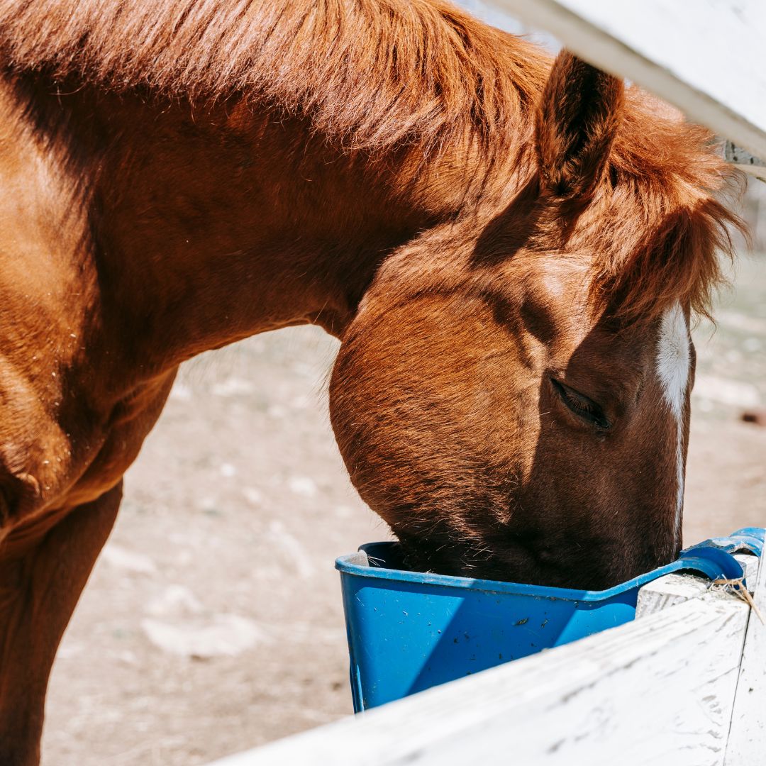 How to Feed Grains Safely to Horses | Foregut, Hindgut & Grain Processing
