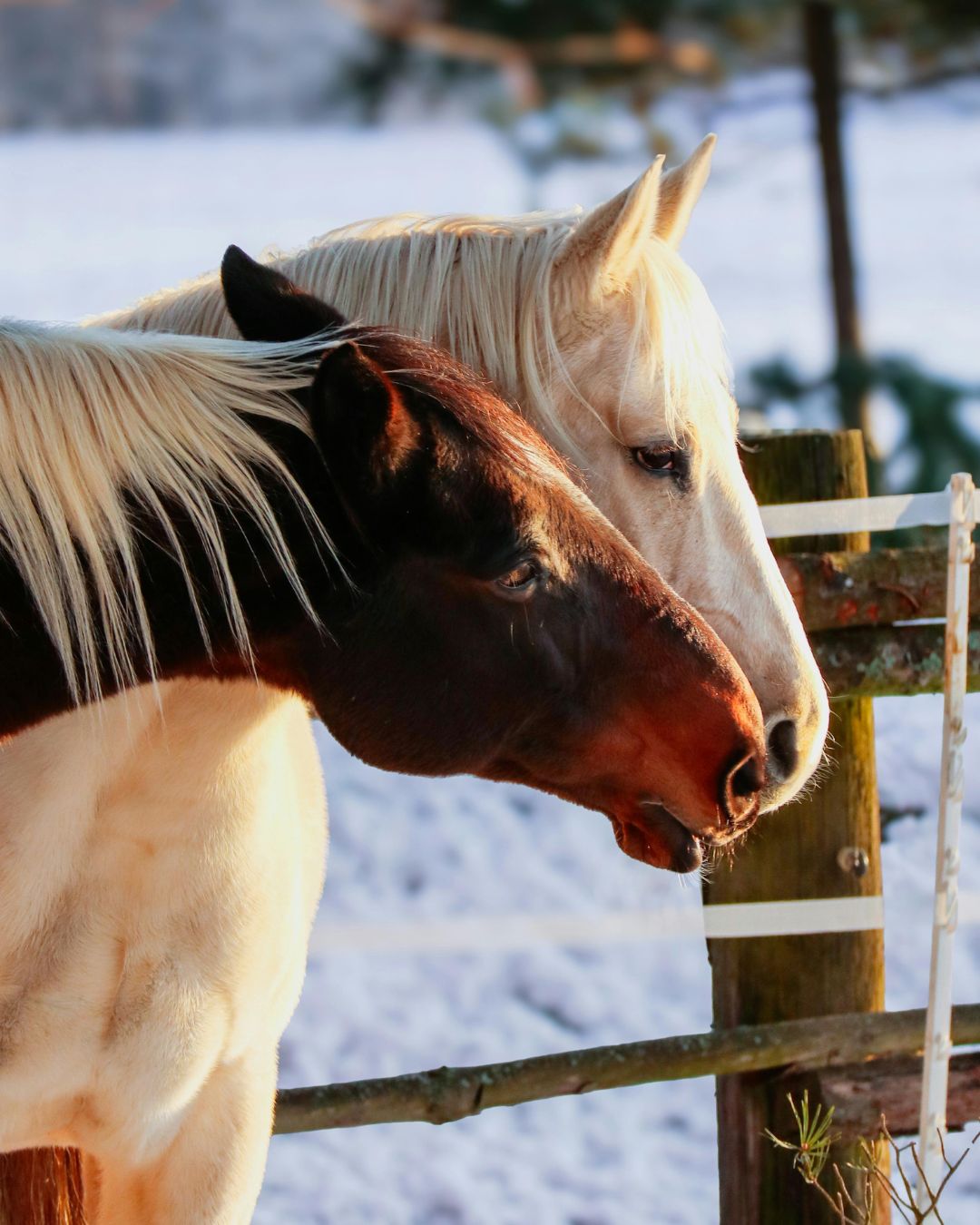 Adjusting Your Horse’s Diet in Winter: Is It Necessary?