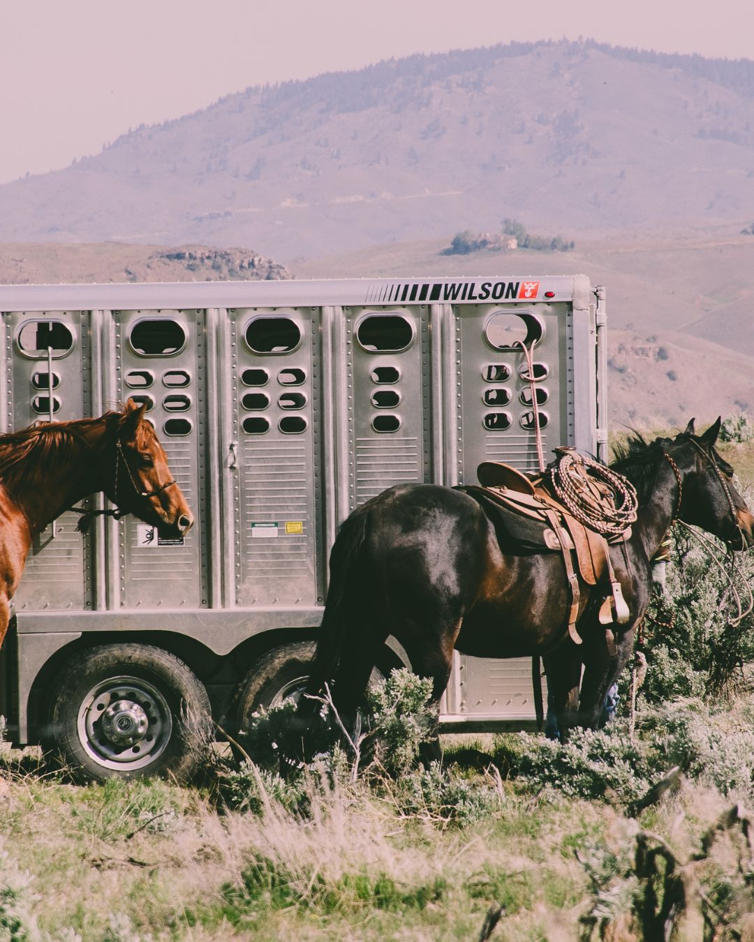 Transporting Horses Safely: Feeding, Hydration and Stress Support