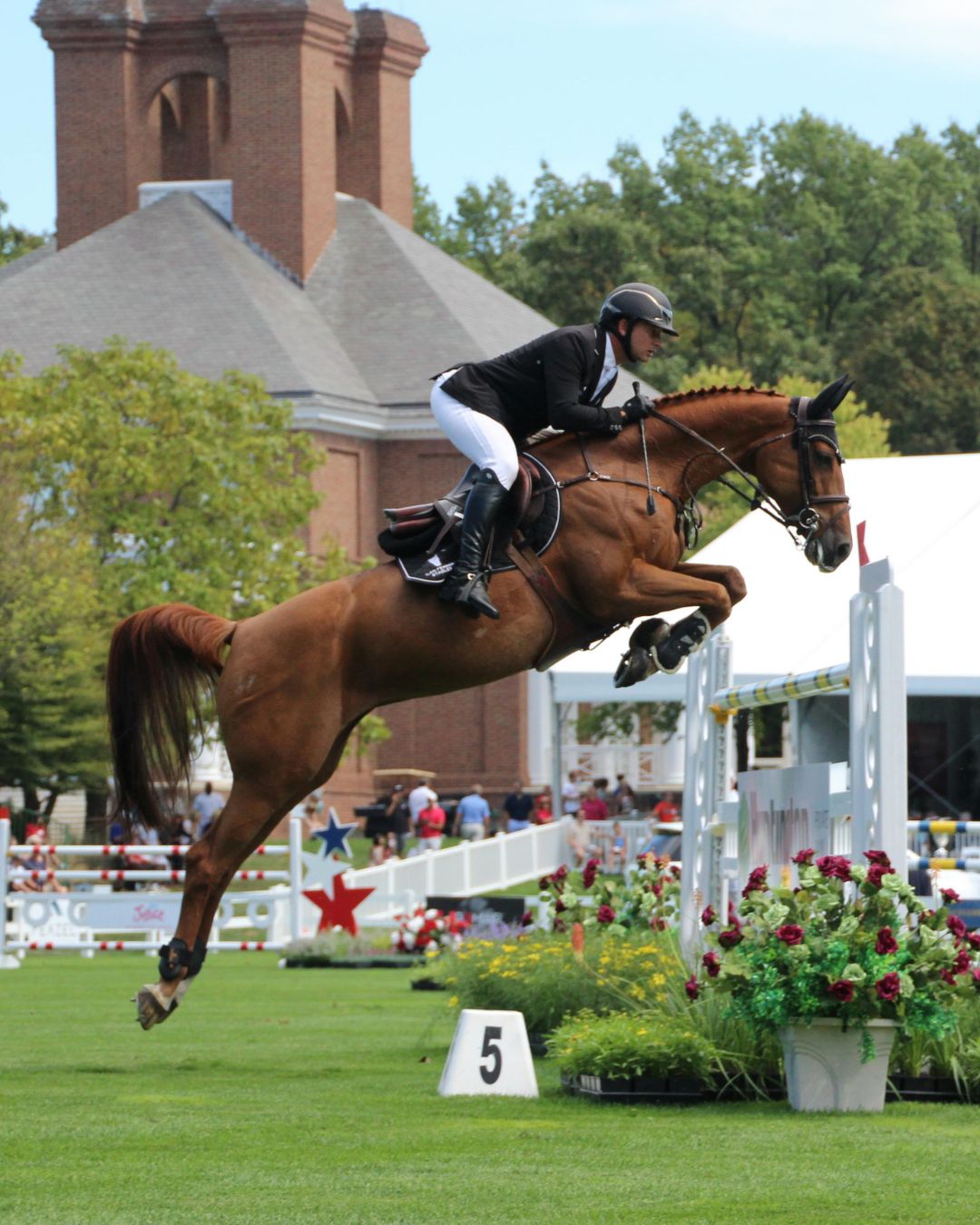 Back Pain in Horses: Signs, Causes & Joint Support