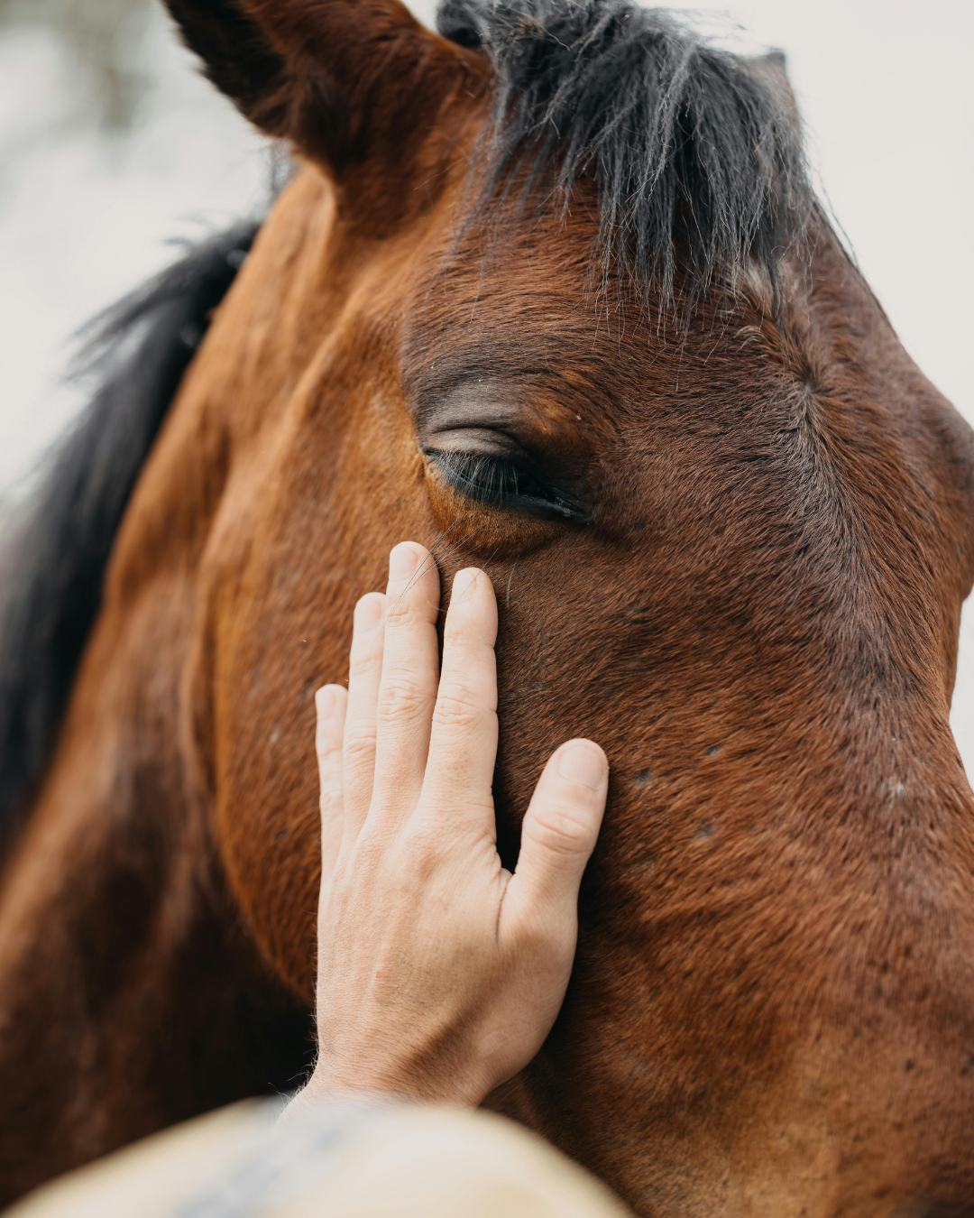 Feeding Ulcer-Prone Horses: Diet & EGUS Management