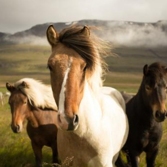 30+ Things You Didn't Know About Horses