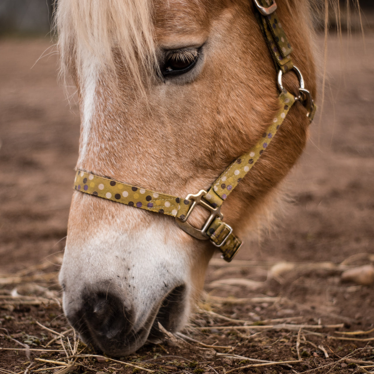 Does Psyllium Prevent Sand colic: Horse Health