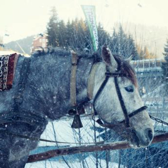 Cost saving tips for feeding horses in winter