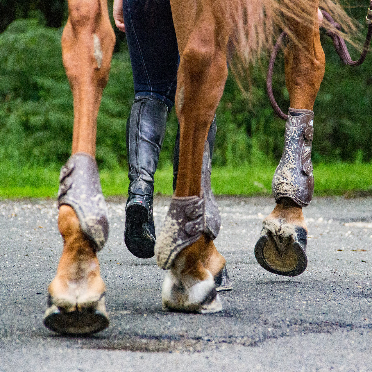 Conditions & Treatment – Barefoot Hoofcare