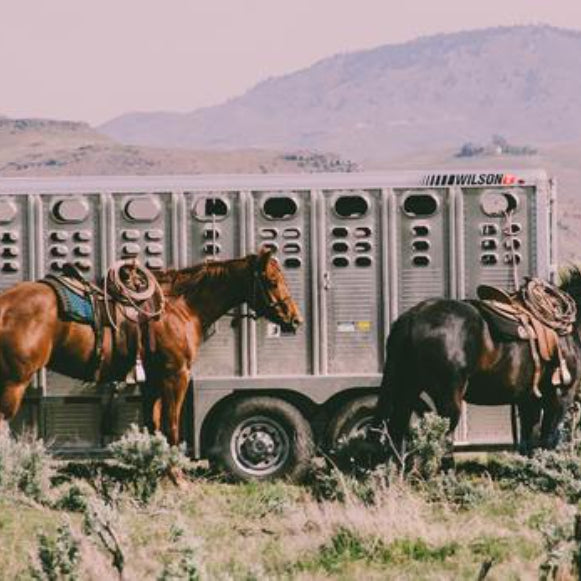 Essential items for when you travel your horse