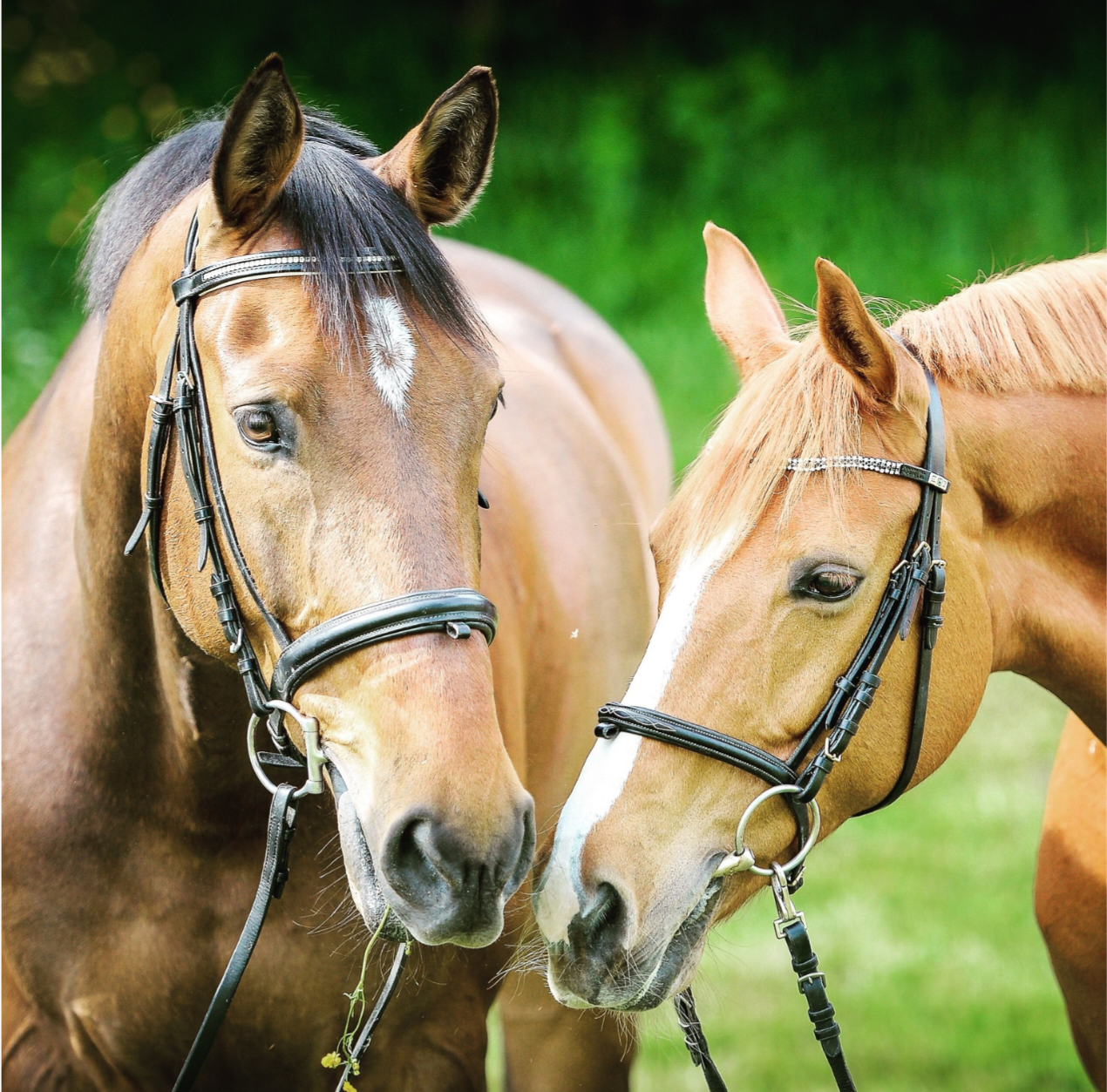 On The Nose - Your Guide to Nosebands