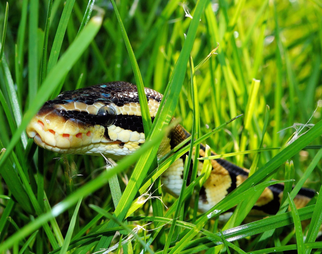 Snake Bite and Horses: Signs, Symptoms and what you should do if you spot a snake