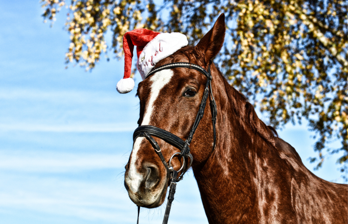 Best Christmas gifts for you and your horse