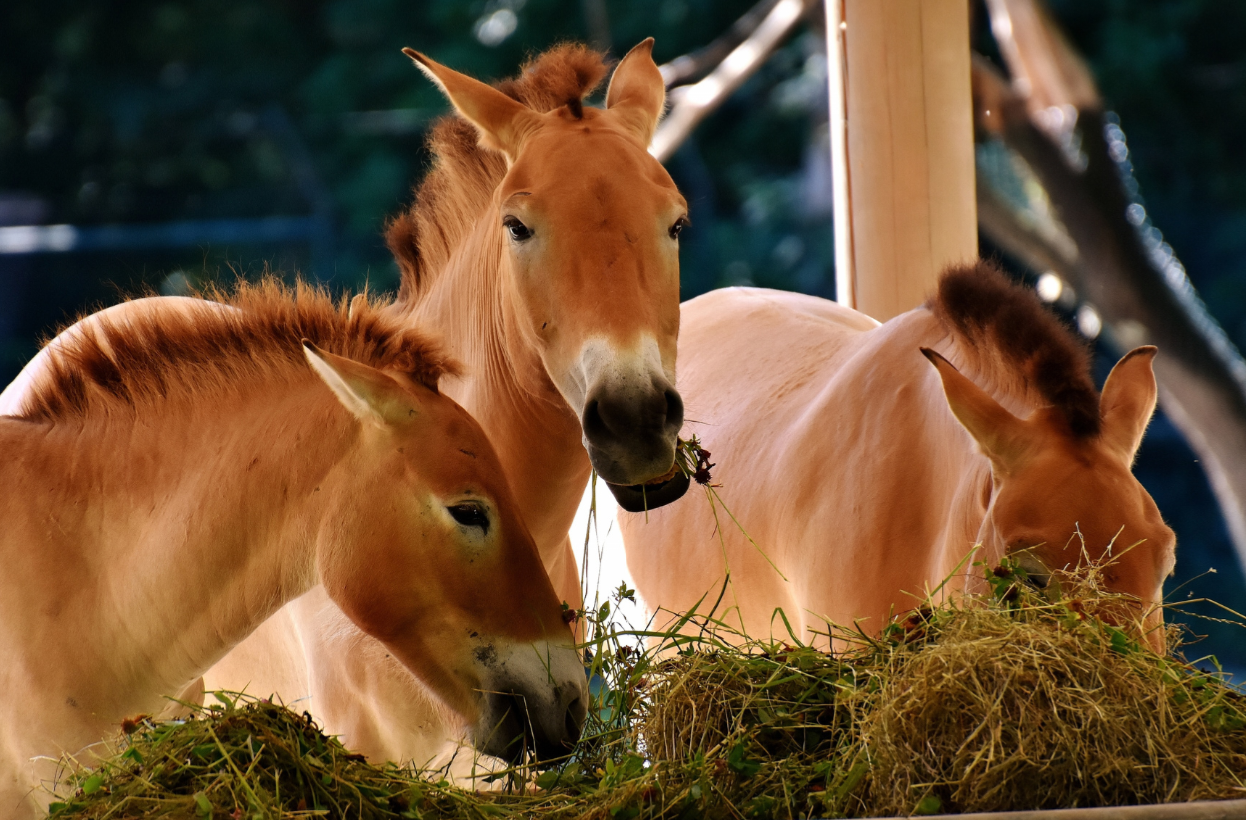 Is your horse's gut Microbiome affecting their weight?