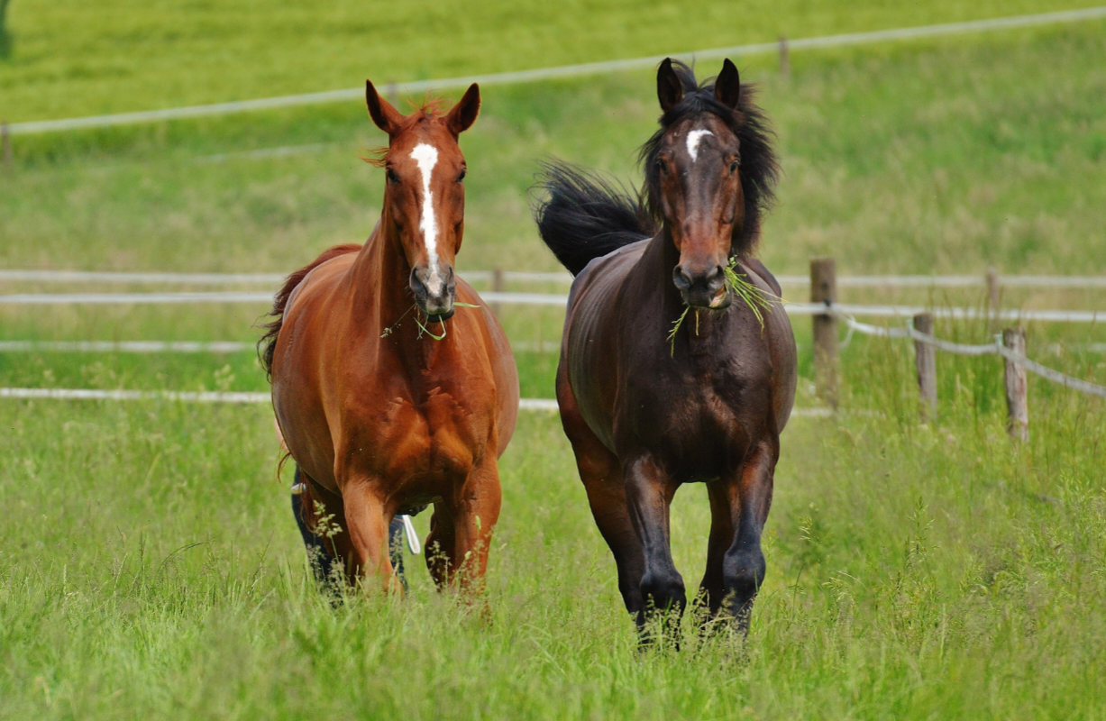 Can You Feed A Horse Too Much Protein?