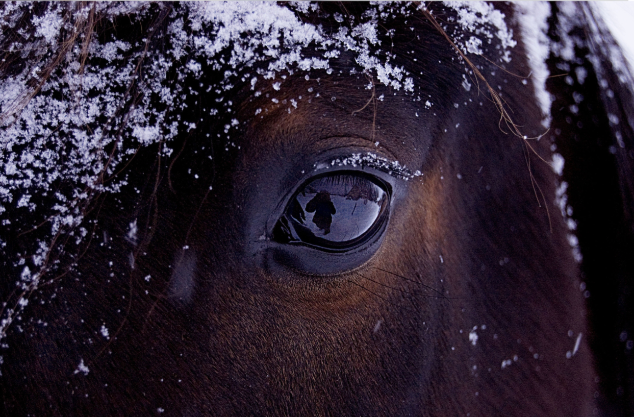 Winter Care for Horses: Essential Considerations