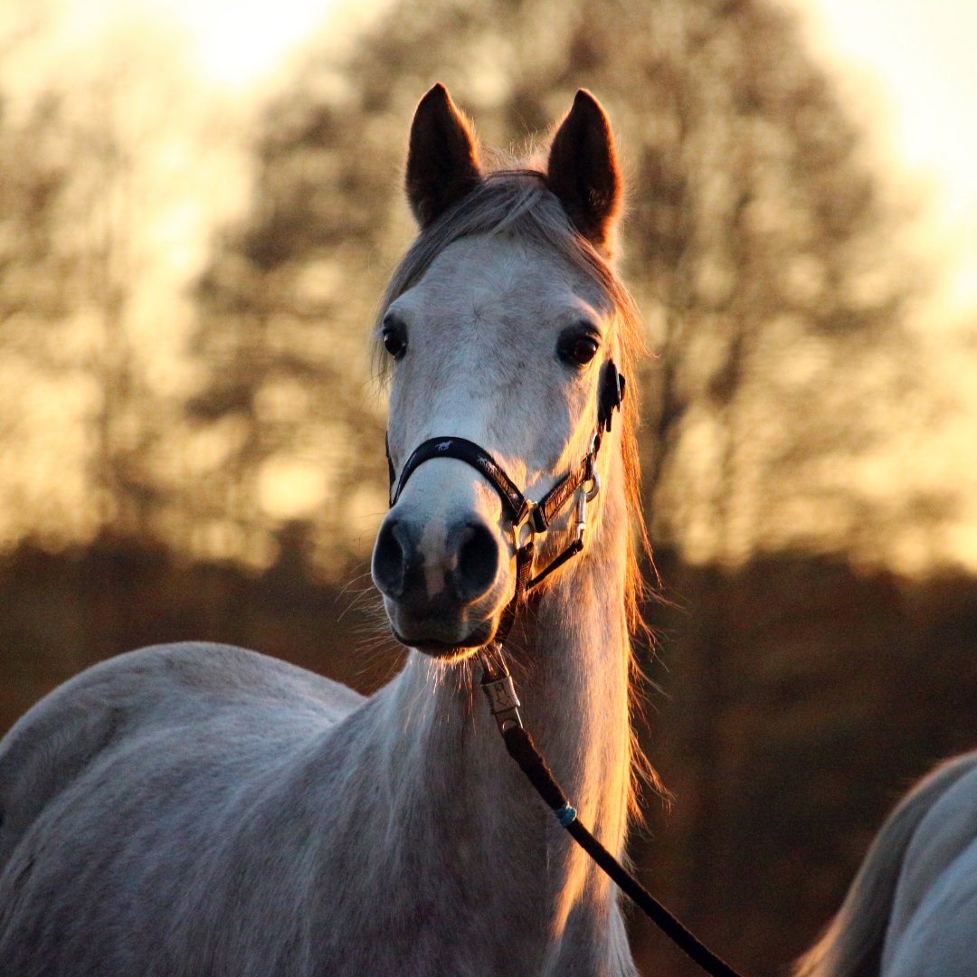 Hey! I'm looking for a Complete Vitamin and Mineral Supplement