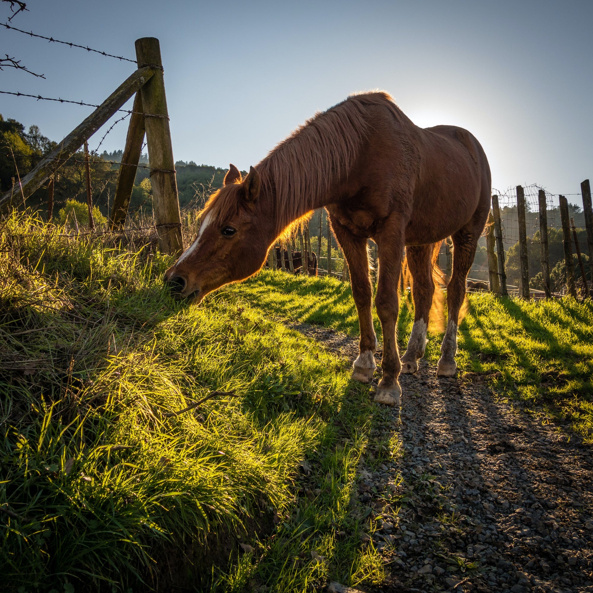 Horse Nutrition Made Easy