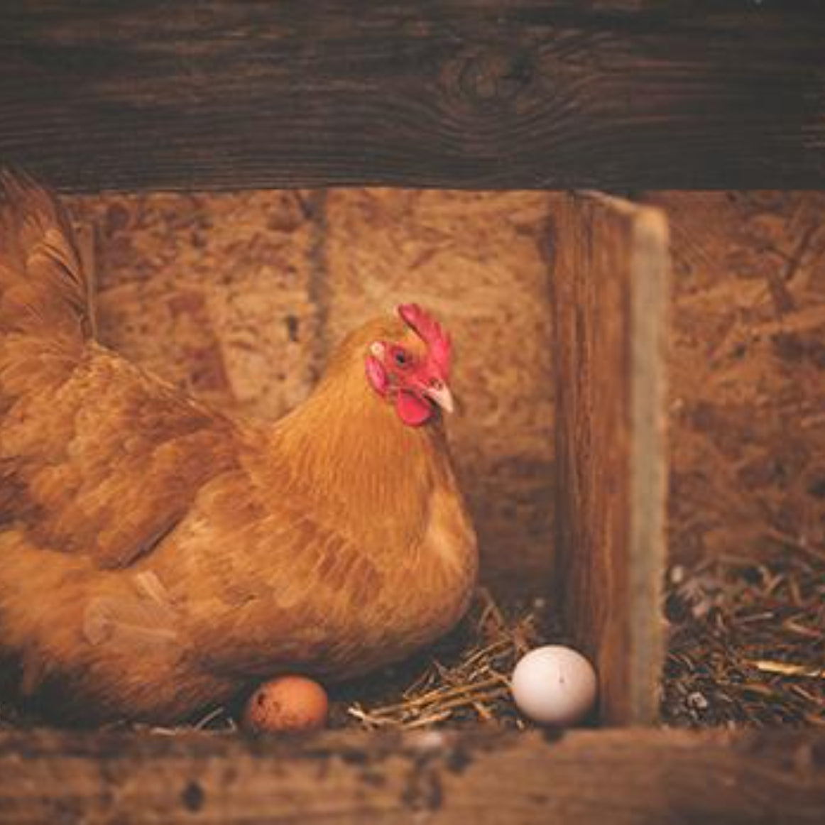How to keep chickens laying in winter