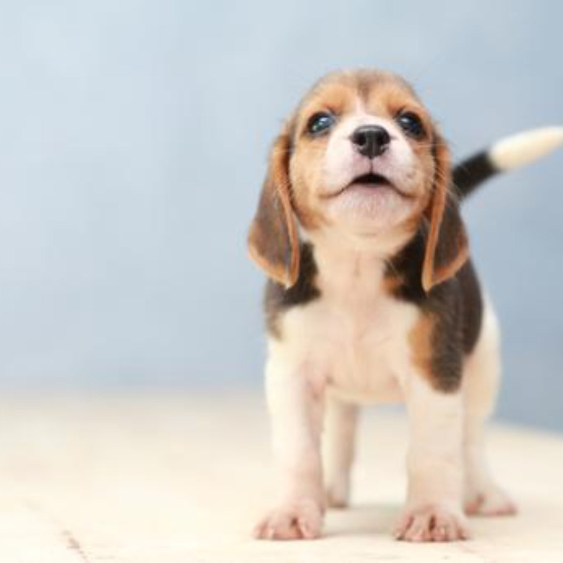 Dog training tips for your new puppy