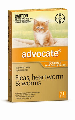 Advocate Cat Kittens And Small Cats Orange Single