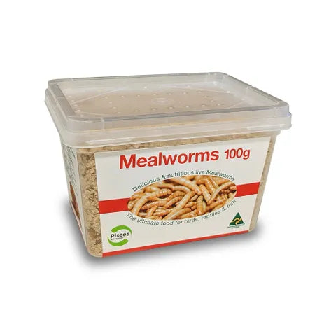 Mealworms 100gm Tub