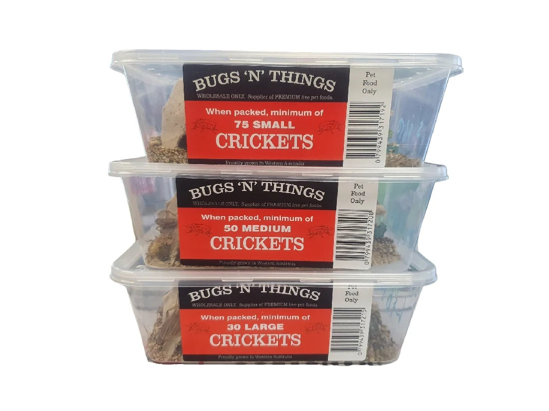 Crickets Large Tub 30