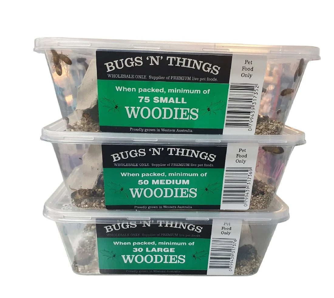 Woodies - 500 Medium