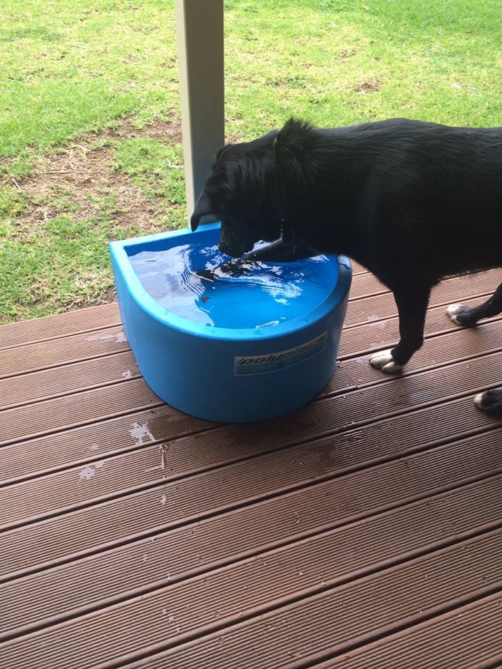 Dog Water Bowl - No Float 35lt