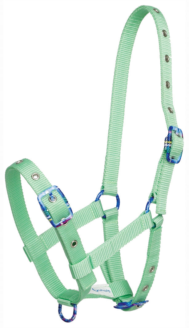 Halter Foal With Coloured Buckle Lime