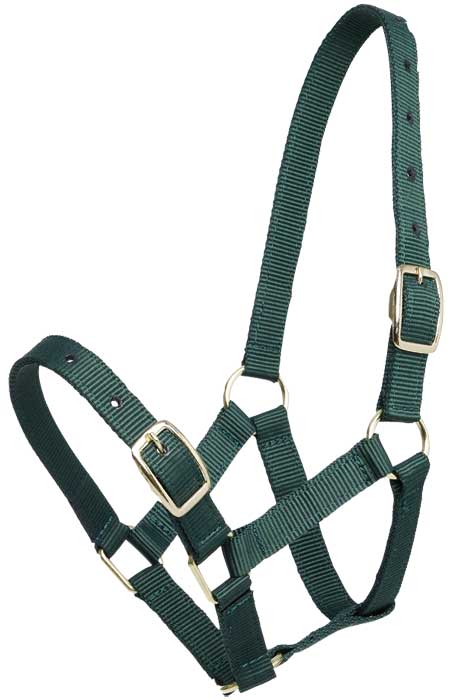 Halter Foal Gymkhana Hgreen