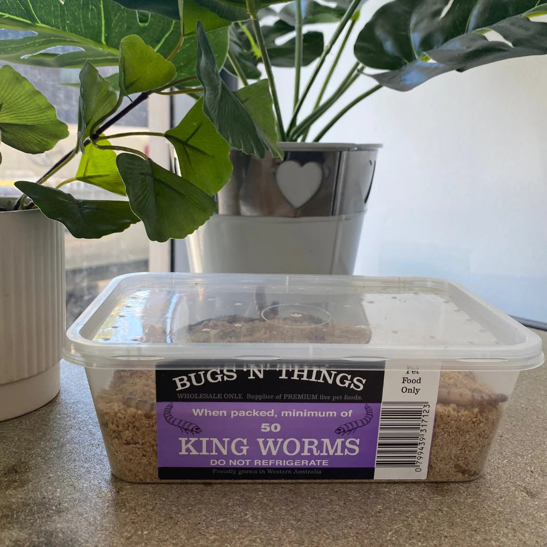 King Mealworms Box 100