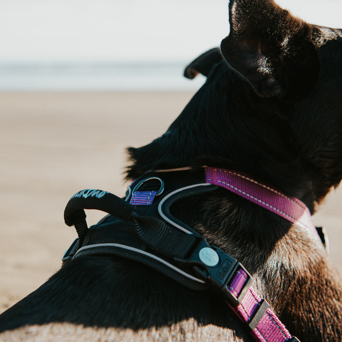 Huskimo Dog Harness Ultimate Aurora Med