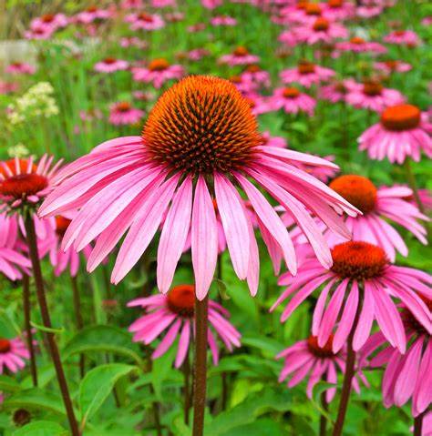 Echinacea 1kg