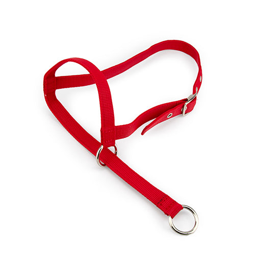 Leading Halter Cow Red