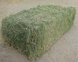 Hay Teff Bale Conventional