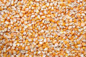 Whole Maize 10kg