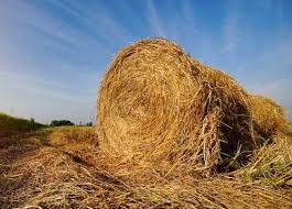 Straw Export Bales